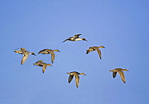 Northern Pintail ducks flying, two males and five females {Anas acuta} Gloucestershire, UK