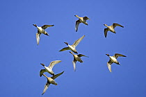 Northern Pintail ducks flying, four males and four females {Anas acuta} Gloucestershire, UK