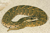 Puff Adder {Bitis arietans} Captive snake