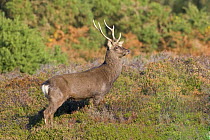 Sika Deer {Cervus nippon} Stag in autumn, Dorset, UK