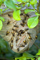 Common Wasps on nest {Vespula vulgaris} Wiltshire, UK