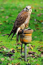 Barbary Falcon {Falco pelegrinoides} x Saker (Falco cherrug} hybrid on falconer's block, captive, UK