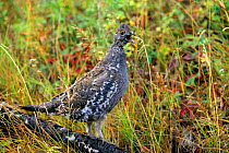 Dusky / Blue Grouse {Dendragapus obscurus} calling, Yellowstone NP, Wyoming, USA