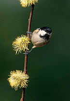 Coal Tit (Periparus ater) on Pussy Willow (Salix), Wiltshire, UK