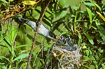 Sardinian Warbler (Sylvia melanocephala) male at nest feeding young, Spain