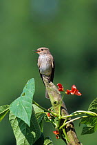 Spotted Flycatcher (Muscicapa striata) and flowering Runnerbean plant, Wiltshire, UK