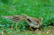 Stone Curlew {Burhunus oedicnemus} pair changing over incubating at nest with eggs, Norfolk, UK