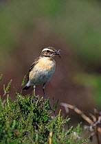 Whinchat (Saxicola rubetra) female carrying food, Wales, UK