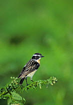 Whinchat (Saxicola rubetra) male perched on bracken, Wales, UK
