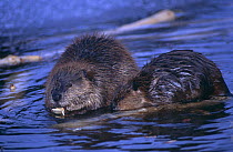American beaver {Castor canadensis} adult and young feeding on Aspen timber, Grand Teton NP, Wyoming, USA