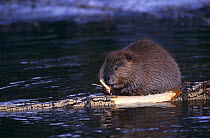American beaver {Castor canadensis} adult  feeding on Aspen timber, Grand Teton NP, Wyoming, USA.