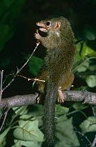 Pygmy / Lesser tree shrew {Tupaia minor} captive, from Malaysia, Borneo, Sumatra