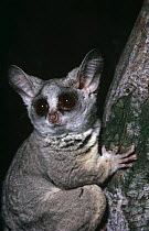 Northern lesser bushbaby {Galago senegalensis} captive, from west to east Africa