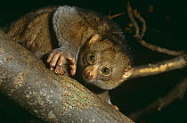 Potto {Perodicticus potto} captive, from West and Central Africa