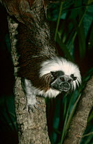 Cotton-top tamarin {Saguinus oedipus} captive, from NW Colombia