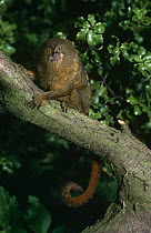 Pygmy marmoset {Callithrix pygmaea} captive, from Amazonia