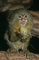 Pygmy marmoset {Callithrix pygmaea} juvenile, captive, from Amazonia