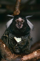 Common marmoset {Callithrix jacchus} captive, from NE Brazil
