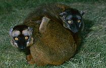 Mayotte brown lemur pair {Eulemur fulvus mayottensis} female on right, male on left, captive, from Comoro Island, Madagascar