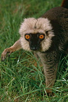 Sanford's brown lemur {Eulemur fulvus sanfordi} male, captive, from Mount d'Ambre, Madagascar