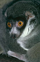 Mongoose lemur {Eulemur mongoz} female, captive, from Comoro Island, NW Madagascar