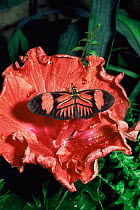 Postman butterfly {Heliconius melpomene} feeding on hibiscus, captive, from South America