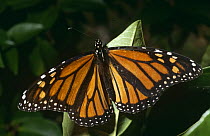Monarch butterfly {Danaus plexippus} captive, from North America