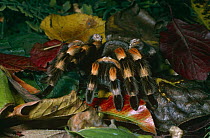 Mexican red-kneed / bird-eating spider {Brachypelma smithi} female, captive, from Mexico
