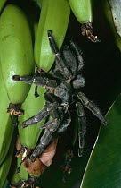 Trinidad chevron spider {Psalmopoeus cambridgei} on bananas, captive, from Trinidad