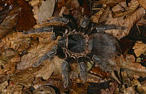 Brazilian salmon / Giant mygale tarantula spider{Lasiodora parahybana} female, captive, from Brazil
