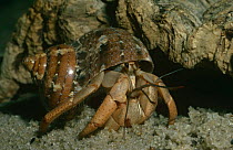 Land hermit crab {Coenobita rugosus} captive, from West Indies