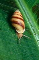 Polynesian tree snail {Partula tohiveana} captive, extinct in wild, from Moorea Island, Tahiti, French Polynesia