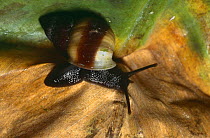 Polynesian tree snail {Partula tohiveana} captive, extinct in wild, from Moorea Island, Tahiti, French Polynesia