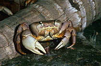 Giant land crab {Cardisoma guanhumi} captive, from West Indies and West Africa