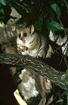 Lesser / Grey mouse lemur {Microcebus murinus} captive, from NW Madagascar