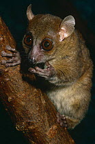 Coquerel's dwarf / mouse lemur {Microcebus coquereli} captive, from Madagascar