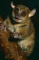 Coquerel's dwarf / mouse lemur {Microcebus coquereli} captive, from Madagascar