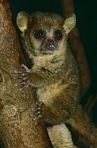 Coquerel's dwarf / mouse lemur {Microcebus coquereli} juvenile, captive, from Madagascar
