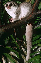 Fat tailed dwarf lemur {Cheirogaleus medius} captive, from Madagascar