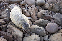 Atlantic grey seal {Halichoerus grypus} pup on rocky foreshore, Scotland, UK.
