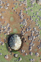 Common limpet {Patella balanus} surrounded by Acorn barnacles {Vulgata balanoides} Scotland, UK.