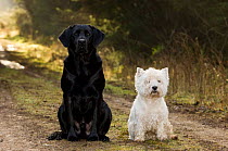 Black labrador sitting with a white West Highland terrier {Canis familiaris} Scotland, UK. (This image may be licensed either as rights managed or royalty free.)