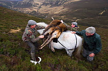 A Garron pony {Equus caballus} being loaded-up with  Red deer hinds {Cervus elaphus} to take off moorland hill, Scotland, UK.