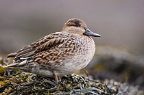 Female Common teal duck (Anas crecca) resting on the shore of a tidal lagoon, winter, Montrose, Scotland