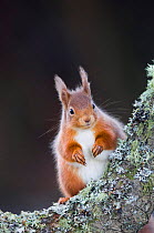 Red squirrel {Sciurus vulgaris} portrait in Alder tree, Scotland, UK.