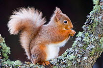 Red squirrel {Sciurus vulgaris} profile on Alder bough, Scotland, UK.  (This image may be licensed either as rights managed or royalty free.)