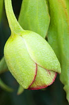 Close up of Stinking hellebore flower {Helleborus foetidus} UK.