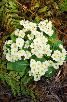 Primrose (Primula vulgaris) in flower, Scotland