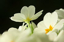 Primrose (Primula vulgaris) in flower