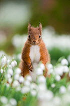 Red squirrel {Sciurus vulgaris} portrait amongst snowdrops, UK.